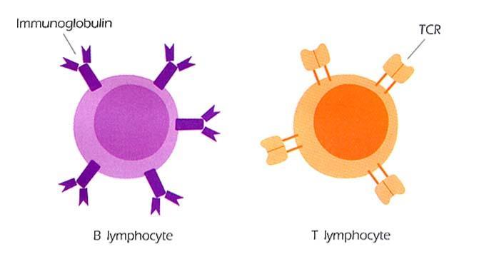 5-2. Humoral Immunity and Cellular Immunity (BCR) Humoral immunity Cellular immunity By B cells T cells Mediator Immunoglobulin Granules,