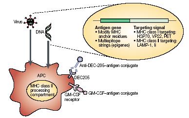6-3. Antigen Engineering Approaches to enhance antigen
