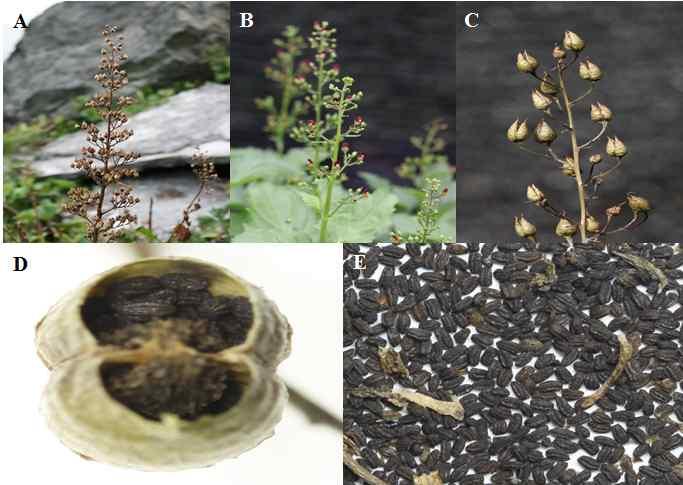 Lee et al : Ex situ Conservation of Scrophularia takesimensis through Seed Germination and Pot Cultivation 141 Table 6. Effects of seedling size, shading and soil type on flowering of S.