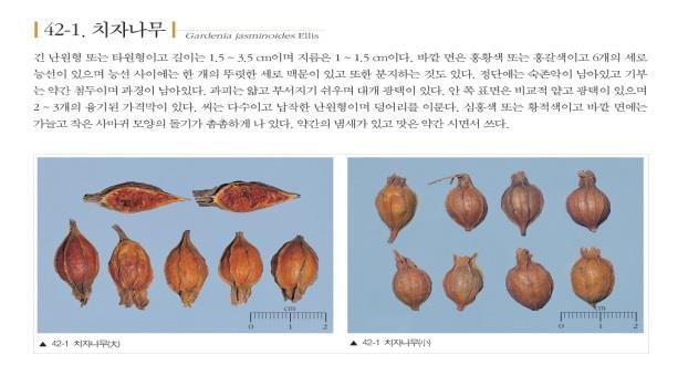 치자 ( 梔子 )Gardeniae Fructus 치자나무 Gardenia jasminoides Ellis ( 꼭두서니과 Rubiaceae) 의잘익은열매로서 그대로또는끓는물에데치거나찐것이다. 이약을건조한것은정량할때게니포시드 (C17H24O10 : 388.37) 3.0 % 이상및가르데노시드 (C17H24O11 : 404.37) 1.