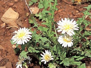 포공영 ( 蒲公英 )Taraxaci Herba 민들레 Taraxacum platycarpum H. Dahlstedt, 서양민들레 Taraxacum officinale Weber, 털민들레 Taraxacum mongolicumhandel- Mazzetti, 흰민들레 Taraxacum coreanum Nakai ( 국화과 Compositae) 의전초이다.