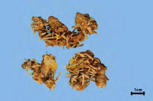 사간射干 Belamcandae Rhizoma KHP 범부채 Belamcanda chinensis Leman. ( 붓꽃과 Iridaceae) 의뿌리줄기 약용부위뿌리줄기 전체모양고르지않은덩어리로갈라져있다. 질감질은단단하다. 크 바깥면 기길이 3 10 cm, 지름 1 2cm 감별요점중요도비고 황갈색이며쭈글쭈글하고치밀한무늬가있다.