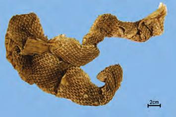 사 세 蛇蛻 Serpentis Periostracum KHP 구렁이 Elaphe schrenckii Strauch, 무자치 Elaphe climacophora Boie. 또는유혈목이 Rhabodophis tigrinus Boie.