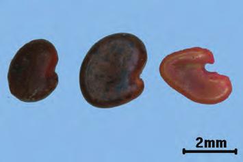 2) 황기씨 [ 위품 ] : 황기 Astragalus membranaceus Bunge 의씨로, 둥근콩팥모양이고납작하며지름 0.2 0.3 cm 이다. 가장자리한쪽에오목하게들어가부위에배꼽점이있다.