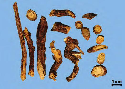 산두근 山豆根 Sophorae Tonkinensis Radix et Rhizoma KHP 월남괴 ( 越南槐 ) Sophora tonkinensis Gapnep.