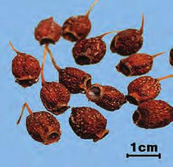 산 사 山楂 Crataegi Fructus KP 산사나무 Crataegus pinnatifida Bunge 및그변종 ( 장미과 Rosaceae) 의잘익은열매 약용부위잘익은열매 전체모양원형또는긴원형 질감씨는질이단단하다. 크기 열매의지름 1 2.5 cm 이다.
