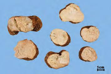 opposita Thunb. 로되어있는데, 이는 D. batatas와 같은식물이다. 중국에서는겉껍질과수염뿌리를제거하고유황으로그을린다음말린것을모산약 ( 毛山 藥 ) 이라하고, 굵고곧은마른산약을골라깨끗한물에담가물기가속까지스며들었을 때꺼내어밀폐하였다가유황으로그을린후널빤지로문질러원기둥모양으로만든것을 광산약 ( 光山藥 ) 이라고한다.