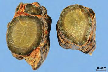 목서 ( 木薯 ) Manihot esculenta, 봉아출 ( 蓬莪朮 ) Curcuma phaeocaulis 등으로삼칠의위 품을만들기도하므로절단면에서목질을확인해야함. 참고 건조감량 : 14.