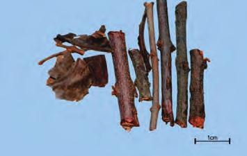 참 고 시중에서는주로곡기생 ( 槲寄生 ) 인참나무겨우살이가상기생이라는이름으로유통되고있다. 곡기생 ( 槲寄生 ) 참조. 중국에서는상기생의기원식물이 Taxillus chinensis (DC.