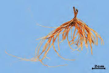 4) 서장경뿌리줄기단면 : 자른면을보면가운데는비어있다.