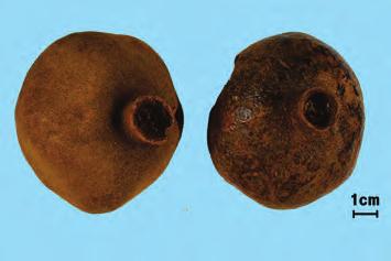 석류石榴 Granati Fructus KHP 석류나무 Punica granatum Linne (