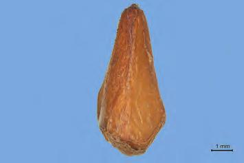3) 석류열매껍질바깥면 : 불규칙한모양이거나반원형이고, 껍질의두께는 1.5 3mm 이다.
