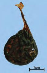 三索錦蛇 ) Elaphe radiata Schlegel, 황초사 ( 黃梢蛇 ) Ptyas korros