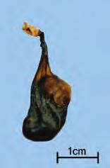 Colubridae) 또는기타근연동물의쓸개 약용부위쓸개 전체모양편압된방추형 크 기길이 1 3cm, 지름 5