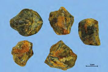 석 연 石燕 Fossilia Spiriferis KHP 석연 ( 石燕 ) Cyrtiospirifera sinensis Graban 또는기타근연동물 ( 석연과 Spiriferidae) 의화석 감별요점 중요도 비고