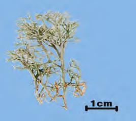 석예초 石蕊草 Cladoniae Herba KHP 석예 ( 石蕊 ) Cladonia angiferina Webb ( 꽃이끼과 Cladoniaceae) 의전초 약용부위전초 감별요점중요도비고 전체모양자기병 ( 子器柄 ) 의속이비어있으며자기병의갈라진끝은반드시한쪽으로기울어져특유한모양을하고있다. 질감단단하고꺾어지기쉬우나물기가있으면유연해진다.