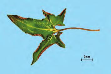 타원형 긴타원형이고잎자루는잎보다길며포자낭군이융합하지만, 포막은없다. 세뿔석위잎이 3 5 개로창살같이갈라진다.