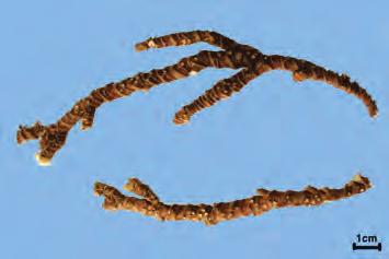 석창포 石菖蒲 Acori Gramineri Rhizoma KHP 석창포 Acorus gramineus Solander ( 천남성과 Araceae) 의뿌리줄기 약용부위뿌리줄기 감별요점중요도비고 전체모양약간납작한끈모양이고약간구부러졌고때로가지가갈린다. 질감질은질기고꺾기쉽다.