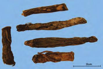 선 모 仙茅 Curculiginis Rhizoma KHP 선모 ( 仙茅 ) Curculigo orchioides Gaertner ( 수선화과 Amarylidaceae) 의뿌리줄기 감별요점 중요도 비고