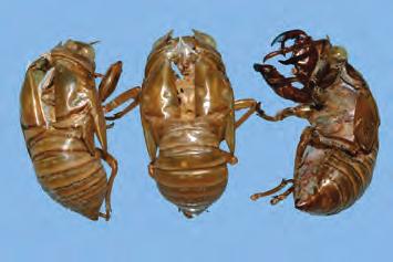 선 퇴 蟬退 Cicadidae Periostracum KHP 말매미 Cryptotympana dubia (Haupt) 또는흑책 ( 黑蚱 ) Cryptotympana pustulata Fabricius ( 매미과 Cicadidae) 이성충이될때허물