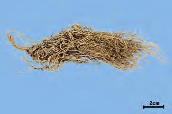 seoulense Nakai ( 쥐방울과 Aristolochiaceae) 의뿌리및뿌리줄기 감별요점 중요도 비고 약용부위뿌리및뿌리줄기 보통둥그렇게말려서한덩어리를이루고뿌리줄기는옆으로
