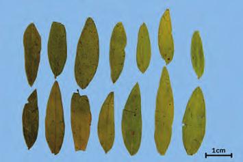 전자는좁고길며 끝이급첨 ( 急尖 ) 하고, 털은없거나거의없다. 후자는끝이단첨 ( 短尖 ) 이거나약간凸모양 이고, 양면에는가는융모가있다. 둘다맛은조금쓰고점성이약간있다. 위품인이엽번사엽 ( 耳葉番瀉葉 ) 은콩과식물인이엽번사엽 ( 耳葉番瀉葉 ) Cassia auriculata 참 고 L. 의건조잎이다.