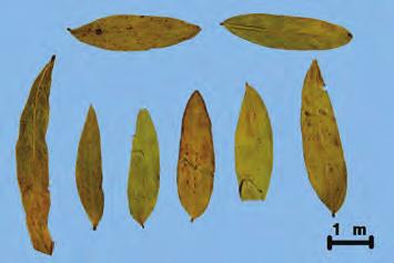3) 첨엽번사 ( 尖葉番瀉 ) 4) 위품 1) 센나엽 : 긴달걀모양 피침형의잎이다. 연한회황색 연한회황록색잎은전연 ( 全緣 ) 으로거치 ( 鋸齒 ) 가없고끝이뾰족하다.