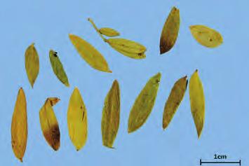 특히인도남단의 Tinnevelly 지역이유명하므로인도번사엽이라고도한다. 잎이좁고길며끝이급첨 ( 急尖 ) 하고, 털은없거나거의없다. 3) 첨엽번사엽 ( 尖葉番瀉葉 ) : C.
