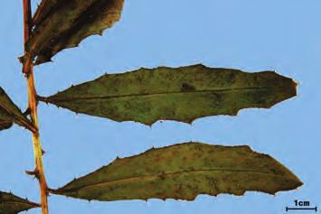 크 줄기의길이 5 30 cm, 지름 2~5 mm 기잎은길이 3 12 cm, 너비 5 30 mm 줄기의겉면은회록색 자주색이며세로능선및흰색의유모가 있다. 잎의윗면은녹갈색이고아랫면은회록색이며양면에는모두균 바깥면 일하게흰색의유모가있다.