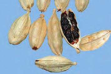 소두구 小豆蔲 Cardamomi Fructus KP 소두구 Elettaria cardamomum Maton ( 생강과 Zingiberaceae) 의잘익은열매 약용부위씨 전체모양 크기 열매는긴타원형이다.