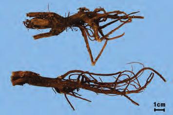 시 호 柴胡 Bupleuri Radix KP 시호 Bupleurum falcatum Linne 또는그변종 ( 산형과 Umbelliferae) 의뿌리 약용부위뿌리 감별요점중요도비고 가늘고긴원뿔모양 원기둥모양이며단일또는갈라져있다. 전체모양윗부분은굵으며아랫부분은가늘고근두부에는줄기및가는털모양의잎그루가때로남아있다. 질 감쉽게꺾인다.