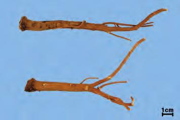 scorzonerifolium Willd 는우리공정서의시호 B. falcatum Linne 와같은식물이다. - 시호 ( 남시호 ) 는질이비교적연하고쉽게절단되므로연시호 ( 軟柴胡 ) 라고도한다. 북시호는질이단단하고질기며쉽게절단되지않으므로경시호 ( 硬柴胡 ) 라고도한다.