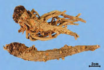 식방풍 植防風 Peucedani Radix KHP 갯기름나물 Peucedanum japonicum Thunberg ( 산형과 Umbelliferae) 의뿌리 감별요점 중요도 비고 약용부위뿌리 전체모양원뿔모양