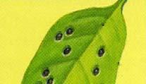 식물체에발생하는주요병해 탄저병 (Anthracnose): - 움푹들어간검은반점이야자류, 고수나무속등기주식물체잎에나타남 -