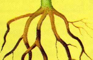 뿌리썩음병 (Root rot, Tuber rot): - 선인장과같은다육식물에는치명적인병 - 베고니아,