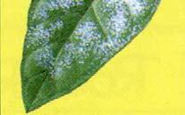 잎점무늬병 (Leaf spot): - 갈변되고습한반점이시트러스, 드라세나, 디펜바키아 등의기주식물의잎에생긴다 - 작은반점이합쳐지면서점차커지고잎전체가죽게 된다.