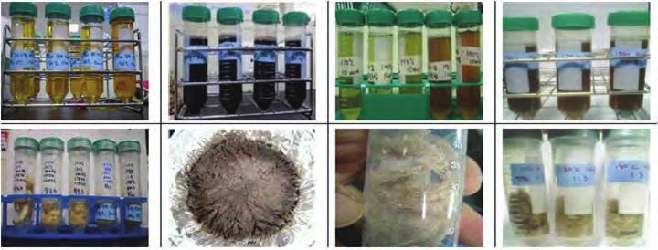 (subcritical water extraction), bioconversion 및