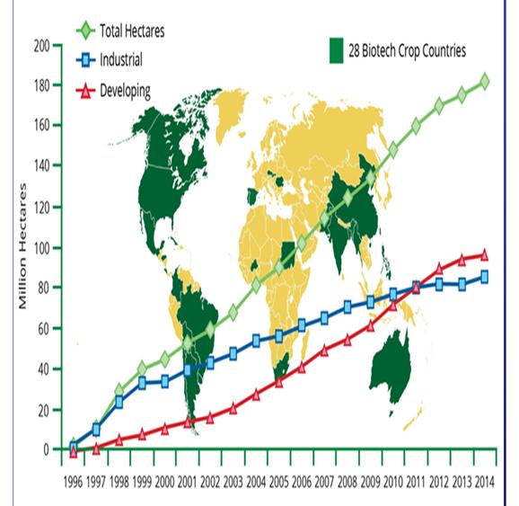 6.1. Current status of GMO cultivation in the world Since the start of cultivation and commercialization of GM crops in 1996, the area of cultivation has been rapidly increasing.