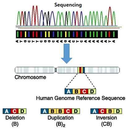 검출이 가능하다. Ÿ Ÿ 최고의해상도점돌연변이 (point mutation) 검출이가능하다.