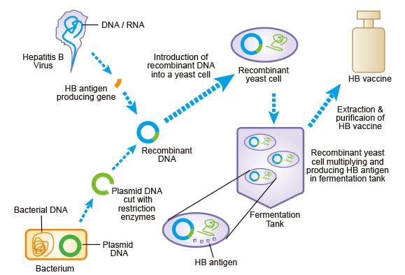 Cohort 1: born before HBV vaccine (1983) Cohort 2: born after HBV