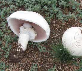 001 Agaricus arvensis ( 주름버섯과 ) 특징갓- 가로 5-15cm 이고, 생육초기의갓은반구형이지만성숙하면서반원반자형이되며, 때때로갓중앙에작은홈들이나있고,