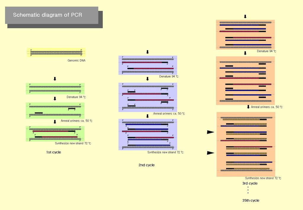 PCR 의원리 http://www.