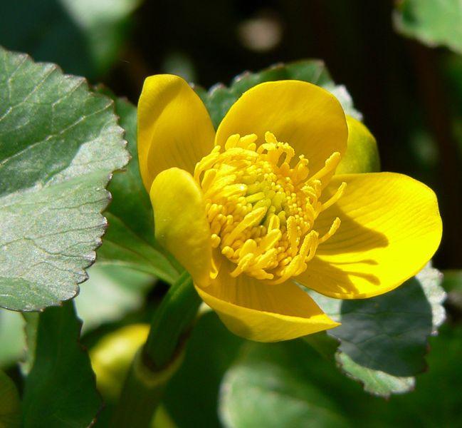 Caltha sp.