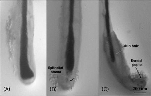 20 o C l 20 pe o l sq k p dž pv m. k p dž pv 96-well plate(bottom black, SPL, Korea)l well 20 µlp k p dž pv nkp ~ 20 µlp MgCl 2m 160 µlp fluorescence assay buffer ~ m.