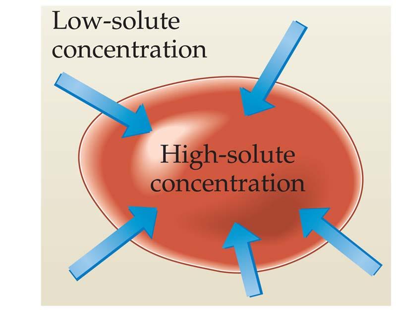 Osmosis in Cells If the solute concentration outside the cell is less than that inside the