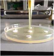 Paper Disc( 8mm), 50 μl Loading. Ethanol(96.
