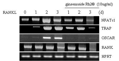 ( 그림 3) ginsenoside Rh2