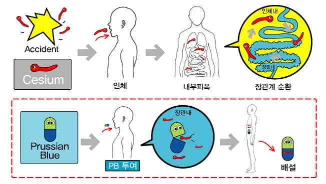 세슘의내부오염시, 최상의효과를위해서치료는내부오염후즉시시작되어야하고, 장기간에걸쳐하루에여러번투여한다. 프러시안블루를초기부터복용할경우세슘의생물학적반감기를 110일에서 30일정도로감소시킬수있다.