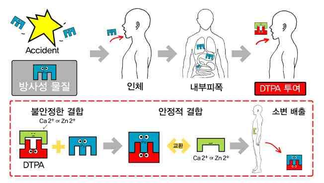 그러나동물실험에서는 Ca-DTPA 가 Zn-DTPA 보다더효과가커서, 플루토늄이나캘리포늄, 아메리슘의내부오염시초기 24~48시간은 Ca-DTPA 가추천되고, 이후에는 Zn-DTPA 가유지요법으로추천되고있다.