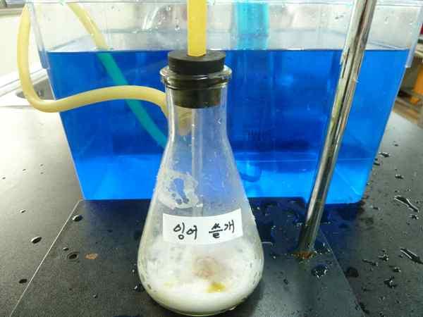 동물촉매실험사진산소발생량 (ml) 과산화수소 1회 2회